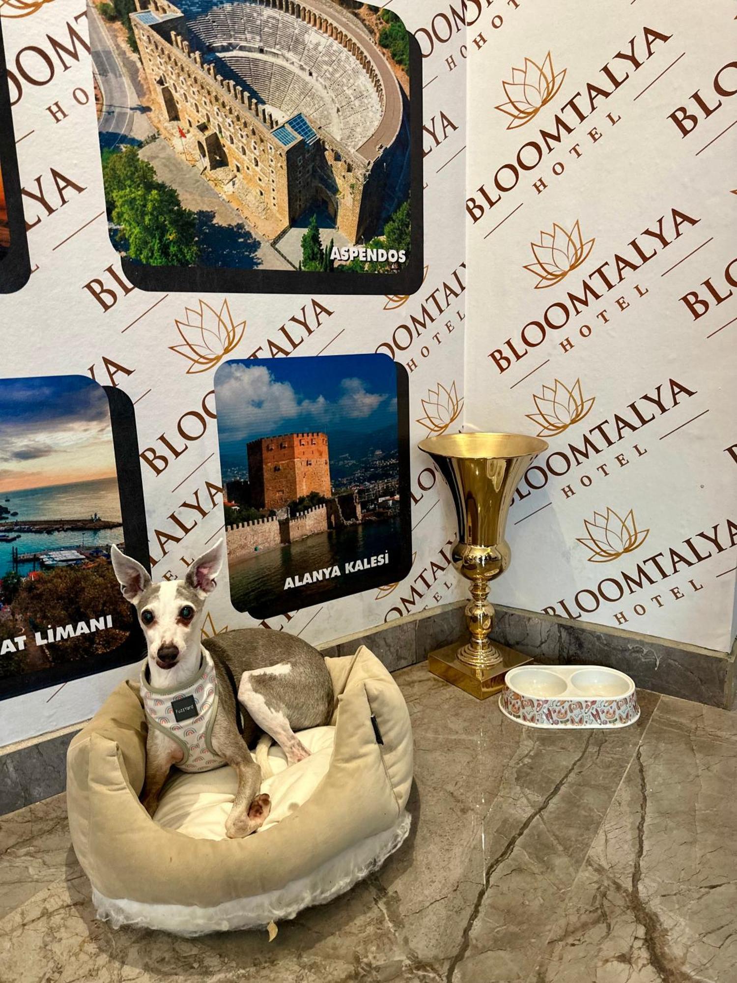 Bloomtalya Hotel Antalya Dış mekan fotoğraf